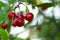 Red ripe heart cherries hanging on the branch of a cherry tree, surrounded by green leaves and other cherries in the background