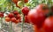 Red ripe heirloom tomatoes grown