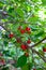 Red ripe juicy cherries berries hanging on cherry tree branch