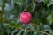 Red ripe juicy plum hanging on branch on fruit tree