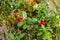 Red ripe lingonberries on wild bush close-up view