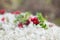 Red ripe lingonberry or cowberry on natural forest background