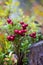 Red ripe lingonberry on natural forest background in fall season, vertical