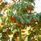 A red, ripe, medicinal dogwood slept on a tree in forest. Berry harvest season is here