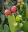 Red and ripe Prickly Pears