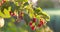 Red ripe raspberries on a branch of a raspberry bush in the summer.