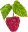 Red ripe raspberry and green leaves illustration