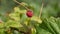 Red Ripe Raspberry Growing on the Bush.