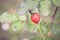 red ripe rose hip in a