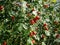 Red ripe rosehip berries on green shrubs