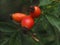 Red ripe rosehips hanging on a tree