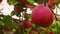 Red ripe round apple in the garden after rain