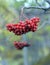 Red ripe rowan