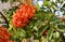 Red ripe rowan berries on the rowan tree branches bottom up view, ripe rowan berries close up in summer autumn garden