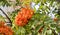 Red ripe rowan berries on the rowan tree branches bottom up view, ripe rowan berries close up in summer autumn garden