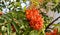 Red ripe rowan berries on the rowan tree branches bottom up view, ripe rowan berries close up in summer autumn garden