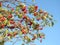 Red ripe rowan berries on tree branch, Lithuania