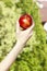 Red ripe single apple in beautiful hand