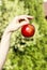 Red ripe single apple in beautiful hand