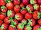 Red ripe strawberries background. Close up.