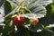 Red ripe strawberries garden.