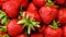 Red ripe strawberries, variety of strawberry Kimberly. Slow motion