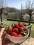 Red ripe strawberries in a white plate. Holding plate with strawberries across garden, mountains and country. Springtime
