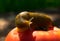 Red ripe tomato and large slug. Organic food