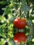 Red Ripe Tomato on Vine