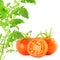 Red ripe tomato with waterdrops