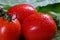 Red ripe tomatoes