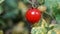 Red ripe tomatoes grown in a greenhouse. fresh cherry branches growing on a farm. Organic harvest, farming, agriculture. Close up