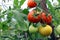 Red ripe tomatoes hang on a bush in a greenhouse