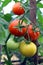 Red ripe tomatoes hang on a bush in a greenhouse