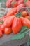 Red ripe tomatoes tumbling out of a brown canvas bag