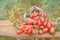 Red ripe tomatoes tumbling out of a brown canvas bag