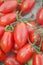 Red ripe tomatoes tumbling out of a brown canvas bag