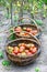 Red, ripe tomatoes in two wicker baskets.