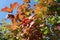 Red ripe viburnum berries in yellow leaves in autumn