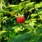 Red ripe wild raspberry close-up on a twig.