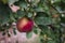Red ripe winter apple