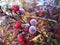 Red Ripened Fruits being covered frost in a winter morning day