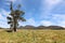 A Red River Gum Tree, Cazneaux tree