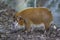 Red river hog or Bushpig