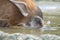 A Red River Hog Bushpig putting its snout in the water