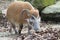 A Red River Hog Bushpig in the wild sniffing at the ground