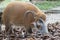 A Red River Hog Bushpig in the wild sniffing at the ground