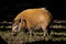 Red river hog eating grass in the field