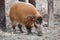 Red river hog (Potamochoerus porcus)