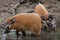 Red river hog Potamochoerus porcus